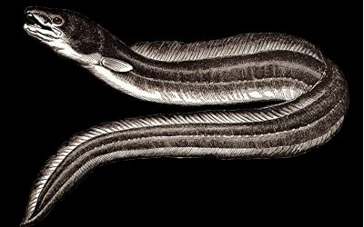 eel vintage illustration