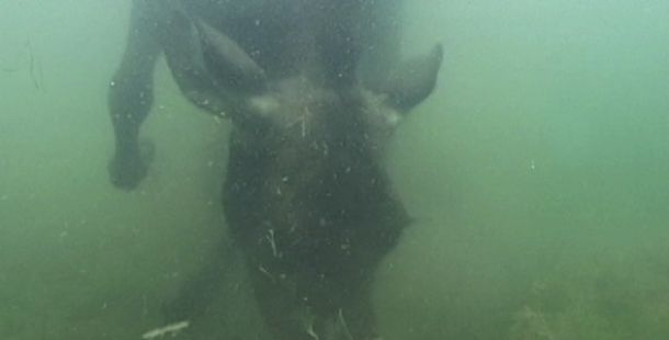 under water cow feeding