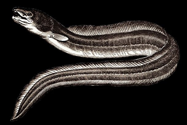 eel vintage illustration