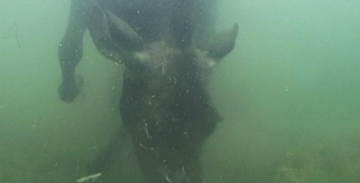 under water cow feeding
